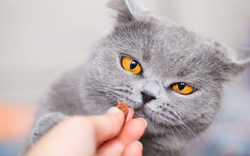 Familiarity with multivitamins for cats and its dietary supplements